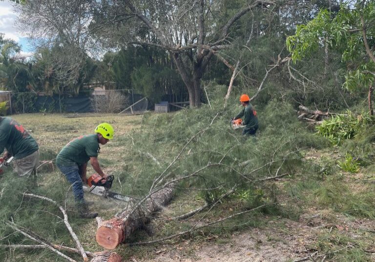 Tree Service, Tree Removal, Tree Trimming - Loxahatchee, Wellington, Royal Palm Beach, West Palm Beach, Westlake - JH Tree Service_8