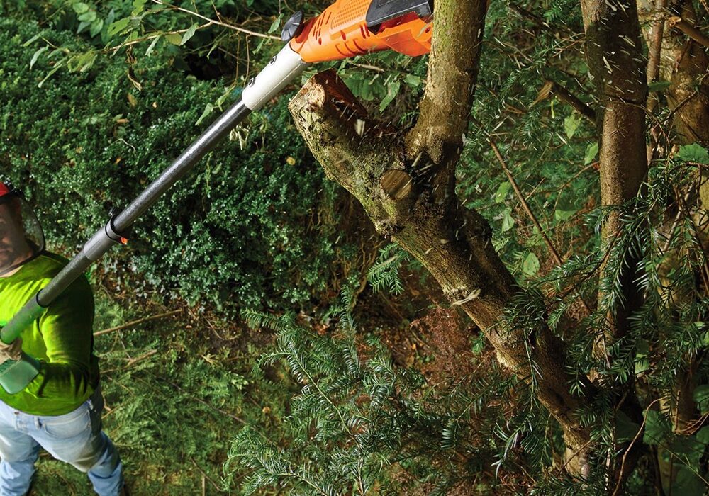 Tree-Trimming-Pruning-SaveMore-Tree-Service-West-Palm-Beach-tree-services