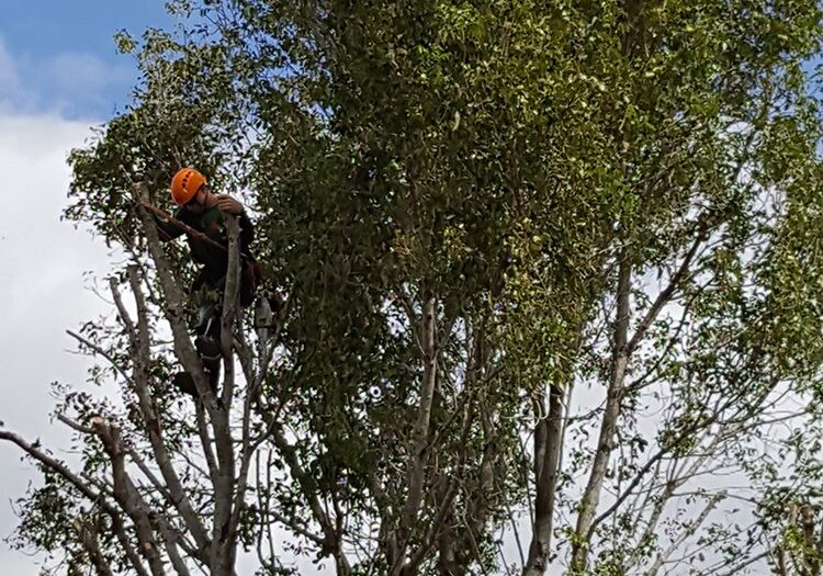 crew-in-tree